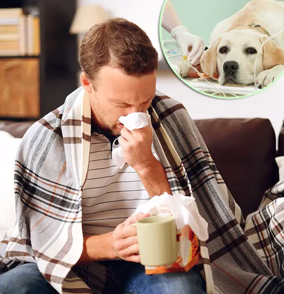 Flu Symptoms 2018 In Adults, Kids And Even Dogs – The Signs And What They Mean