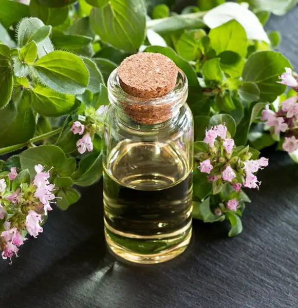 Oregano Oil Uses, Benefits, Side Effects & So Much More
