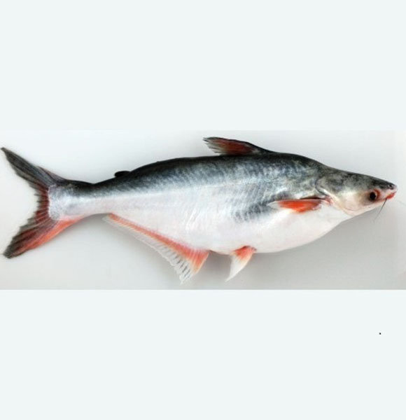 What Is Swai Fish? Find Out Its Benefits & Taste