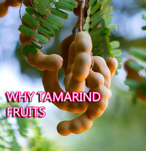 Tamarind Fruit Health Benefits, Taste, Facts