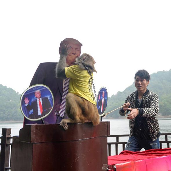 Chinese Monkey's Prediction about Donald Trump Came True! Now, Its Time to thank the Monkey